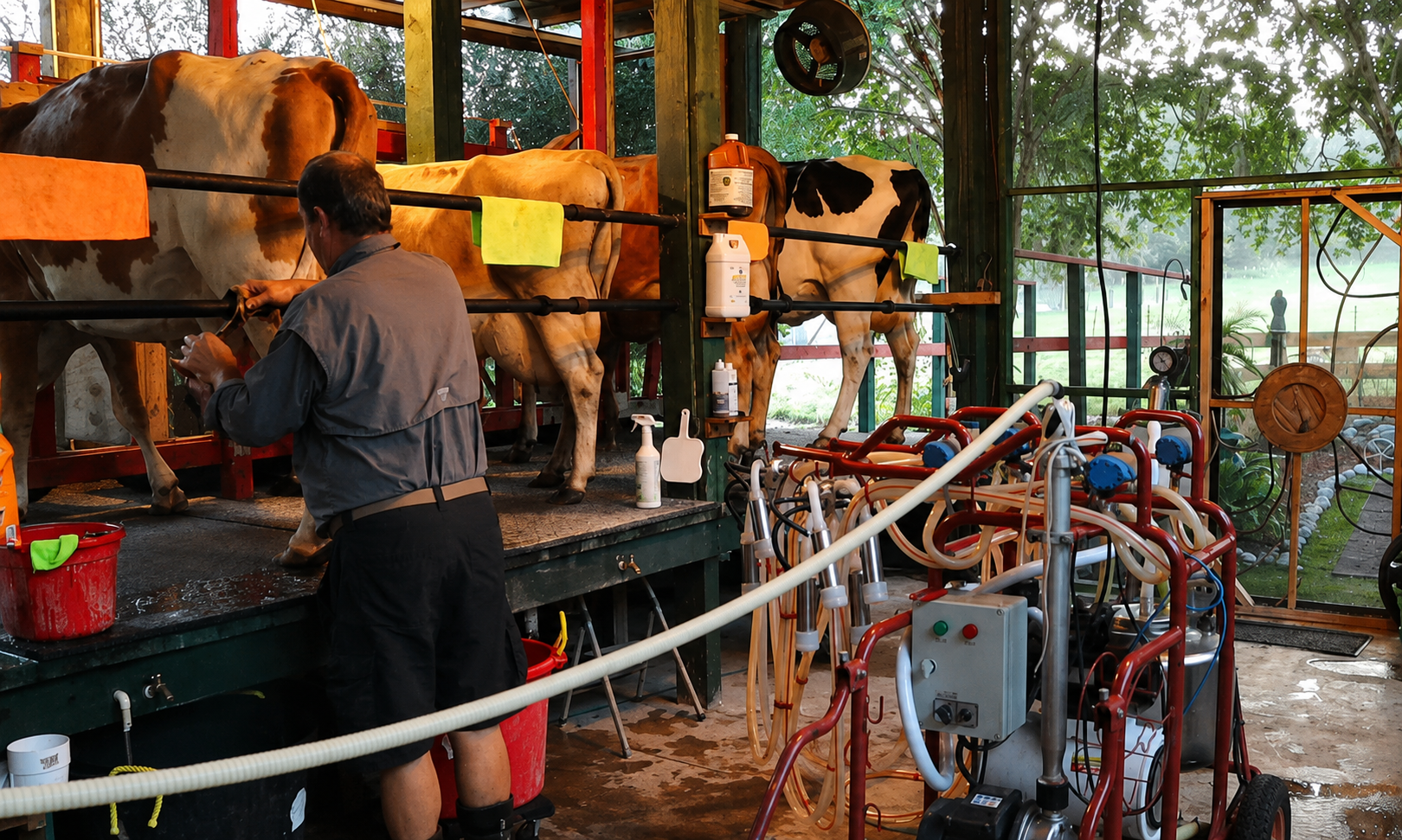 Farmer Mark milking the Jersey cows at Irish Acres